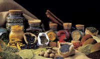 ERBE, RADICI E LEGNI